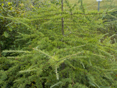Larix