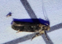 Chionodes