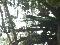 Aechmea tentaculifera