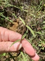 Eupatorium leucolepis
