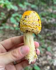 Amanita flavoconia