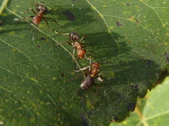 Formica obscuripes