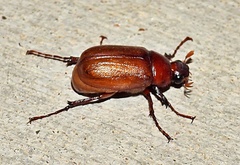 Phyllophaga