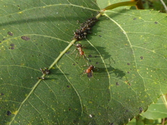 Formica obscuripes
