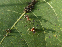Formica obscuripes