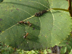 Formica obscuripes