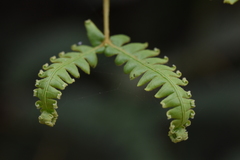 Gleichenella