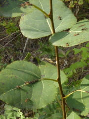 Formica obscuripes