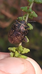 Orsilochides guttata