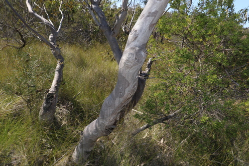 Image of Eucalyptus bancroftii by (c) Greg Tasney, some rights reserved (CC BY-SA)
