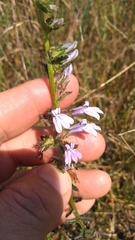 Lobelia brevifolia