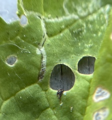 Liriomyza brassicae