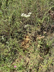 Eupatorium leucolepis