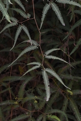 Gleichenella