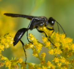 Sphex pensylvanicus