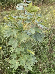 Acer platanoides