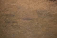Oreochromis