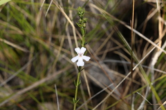 Westringia tenuicaulis