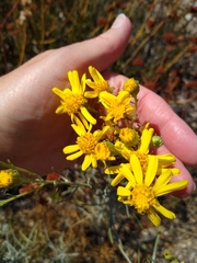 Senecio flaccidus