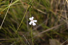 Westringia tenuicaulis