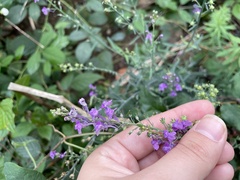 Linaria purpurea