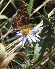 Phyciodes pulchella