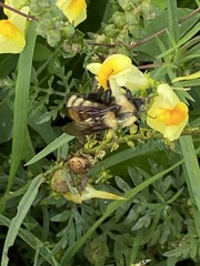 Bombus fervidus