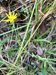 Bradburia pilosa