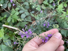 Linaria purpurea