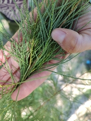 Cupressus