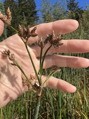 Schoenoplectus acutus