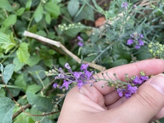 Linaria purpurea