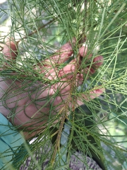 Cupressus