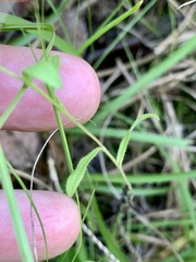 Bradburia pilosa