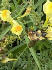 Bombus fervidus