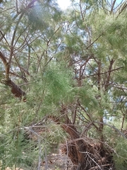 Cupressus
