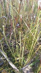 Drosera tracyi