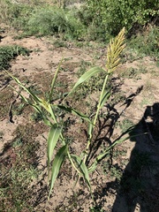 Sorghum bicolor
