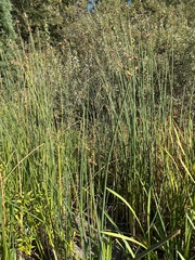 Schoenoplectus acutus