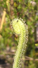 Drosera tracyi