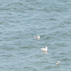 Hydrocoloeus minutus