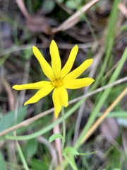Bradburia pilosa