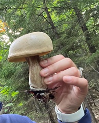 Leccinum holopus