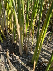 Schoenoplectus acutus