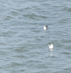 Hydrocoloeus minutus