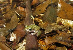 Pristimantis rupicola