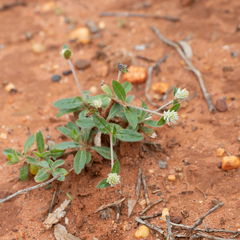 Gomphrena celosioides