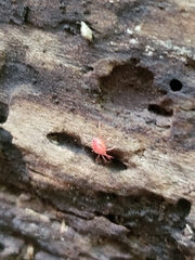 Trombidiformes