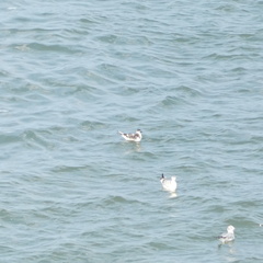 Hydrocoloeus minutus