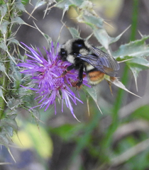 Bombus huntii